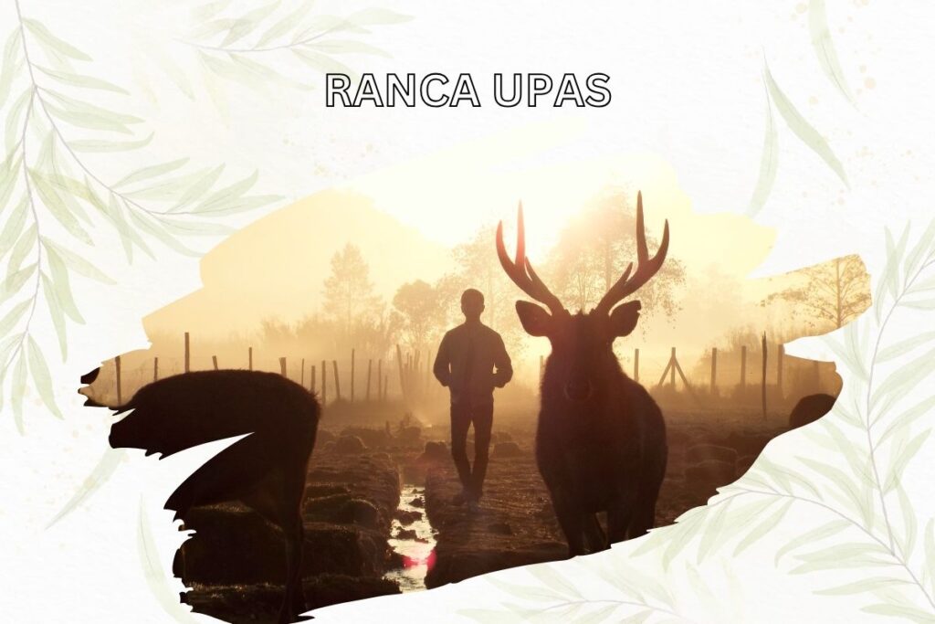 Ranca Upas